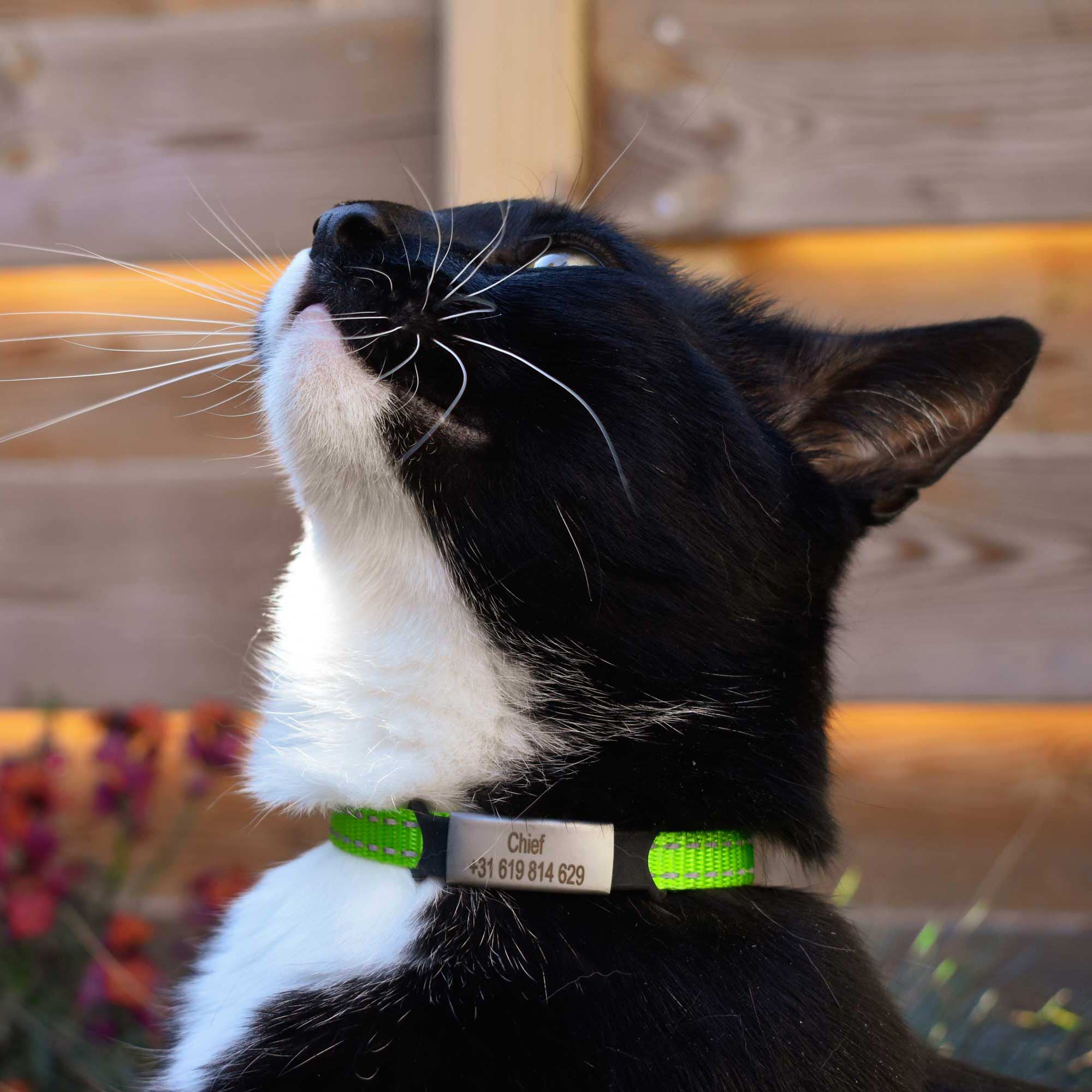 Personalized Reflective Cat Collar - HappyPawShop
