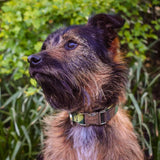 Personalized Dog Collar - HappyPawShop