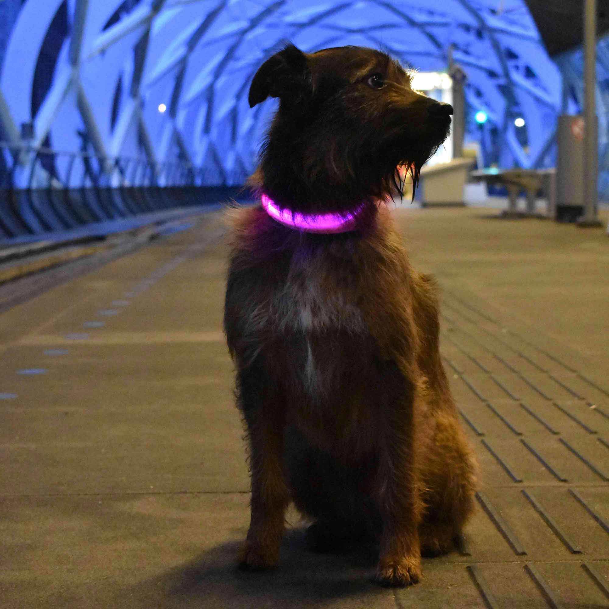 LED Safety Dog Collar - HappyPawShop
