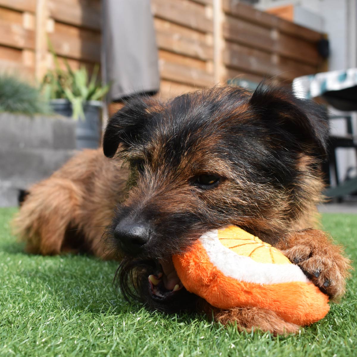 Squeaky Plush Chew Toy - HappyPawShop